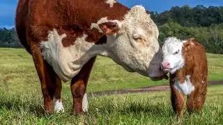 How much love a mother cow has for her little calf!