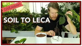 How to Convert Soil to LECA | How to Ep 34