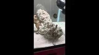 Snowflake eel Guide for beginners