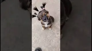 cute dog video 🤩 #baby #funny #youtubeshorts #trending #trendingreels #trendingshorts #youtube