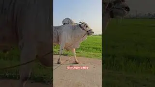 RK Bulls legend