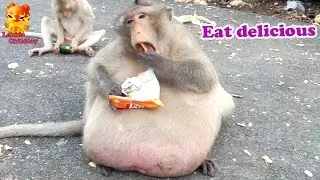 Fat Monkey : Eat more delicious