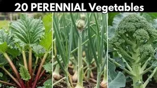 20 PERENNIAL Vegetables That Grow Back Every Year! (Zero Replanting)