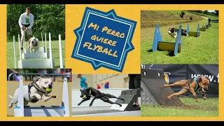 &iquest;Que es el Flyball? Deportes Caninos: Flyball