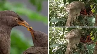 jungle babbler bird feeding their babies in nest # wild life animal lovers #wildlife#babybird#