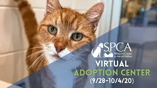 Virtual Cat & Dog Adoption 9/28/20 - 10/4/20