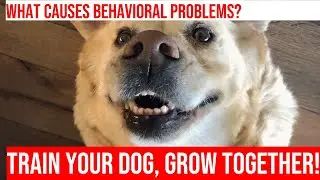 Tackling Dog Behavioral Problems: Prevention & Treatment