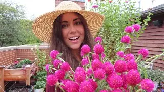 Harvesting & Drying Gomphrena | Container Gardening