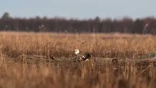 Copulating sattelite Ruff