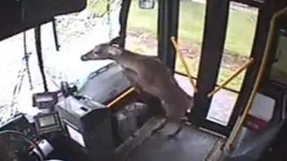 Deer Gets Hit By Bus, Ends Up Inside