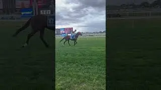 That transition 🤩 #thoroughbred #thoroughbredracing #horse #edit #shorts #horseracing #editing #fyp