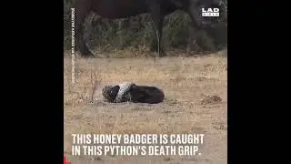 python vs Honey badger who wins