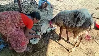@मुरघास टाकून घेतला/मेंढी वेली ###