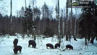 Фотоловушка KG-680V