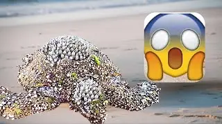 A Sea Turtle&rsquo;s Liberation from Barnacles and Parasites