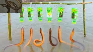 Best Eel Trap Fishing ! System Make From Aloe Bottle ! Fishing video 2019