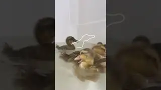 Outline trend with the ducklings