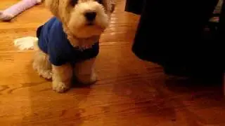 Bang Bang!  (Mosely's newest trick)