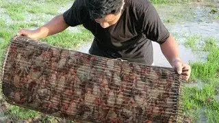 How To Catch Crab In Cambodia-Amazing big man catch Crab Using Bamboo Net Trap