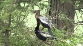 Anhingas