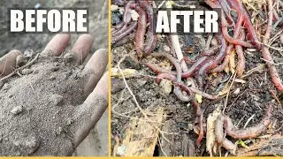 (3) TIPS | How to Attract a TON of Worms to your Garden