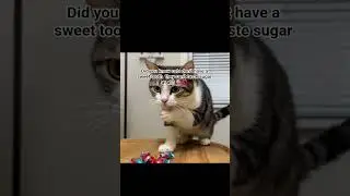 part 10 || DID YOU KNOW?? #cat #funny #aicats #cute #animalyoutube #catblogger