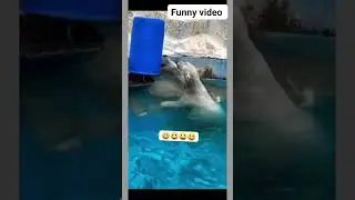 funny video of animal 😂🤣 latest on blue 🔵 drum