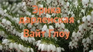 Эрика дарленская Вайт Глоу (white glow) 🌿 обзор: как сажать, саженцы эрики Вайт Глоу