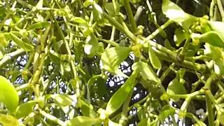 Mistletoe - Viscum album -  Mistilteinar - Sn&iacute;kjujurtir - S&iacute;gr&aelig;nar pl&ouml;ntur - Eitra&eth;ar pl&ouml;ntur