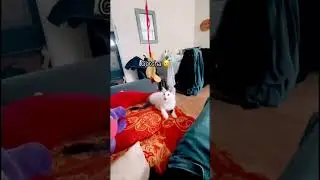 Gotcha !😉 More than just a pet, we&rsquo;re playmates  #cat  #catshorts #catlovers