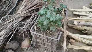 Ki sundor shokal &hearts;️