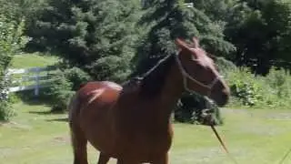 Cooper head tossing