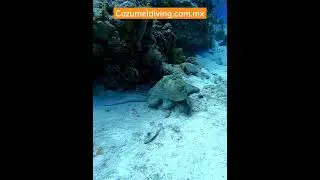 #cozumeldivingtrip #cozumel #buceo #cozumelmexico #diving #divingmexico #padi