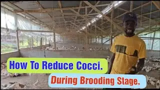 Reducing Cocci During Brooding Stage. 11,500+ Healthy Birds.