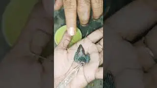 MENYELAMATKAN ANAK BURUNG YANG SARANGNYA JATUH, 2 MATI 1 BERTAHAN #fypシ #burung #vlogirt 