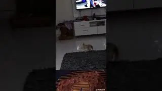 Cat plays with itself on a mat