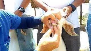 DENTIÇÃO E IDADE DOS ANIMAIS