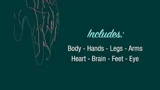 Anatomy Animation Pack | After Effects template
