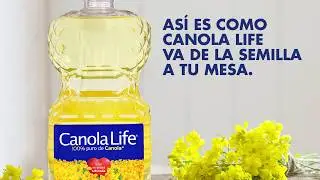 Conoce los beneficios de nuestro aceite de Canola