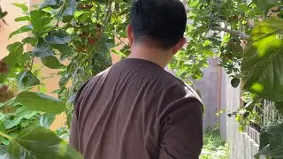Mamitas tayo ng mulberry