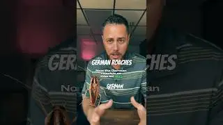 German Roaches? This is how you know! German Roach control in Lake Worth, Fl. #shorts #viralvideo