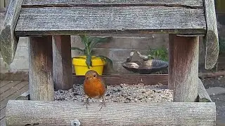 A european robin eating on the garden bird table #birds