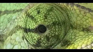 Vyplachov&aacute;n&iacute; oč&iacute; u chameleona   Petr Necas