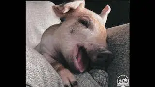 Iowa Farm Sanctuary's 2020 Rescues
