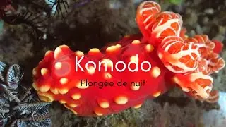 PLONGEE DE NUIT KOMODO
