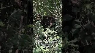 Pollinator's Haven - MSC's Science Garden