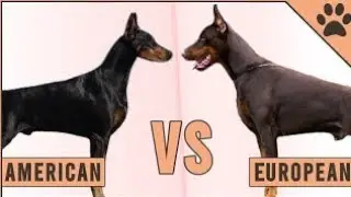 American Doberman vs European Doberman