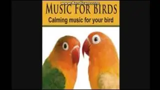 Calming Music Bird