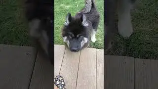 This Husky Puppy's Curiosity Gets Him Into Trouble #puppytips #dogsofyoutube