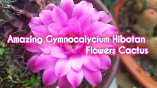 Gymnocalycium Friedrichii Hibotan